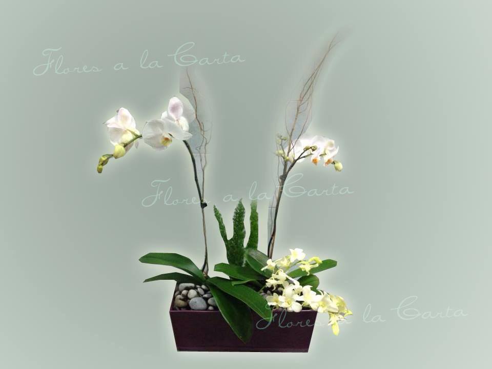 Arreglo de Orquideas AC 08