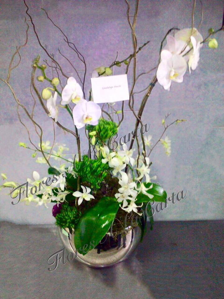 Orquidea VIP AC 08