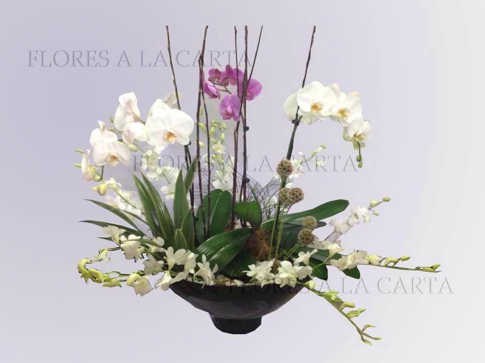 Orquidea VIP AC 01