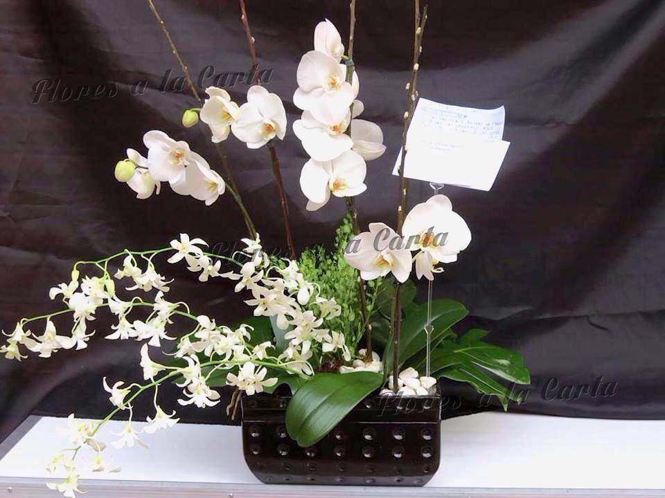 Orquidea VIP AC 02