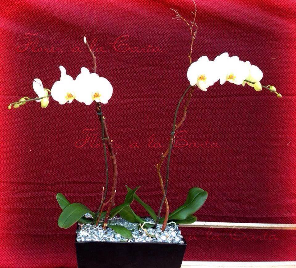 Orquidea VIP AC 05