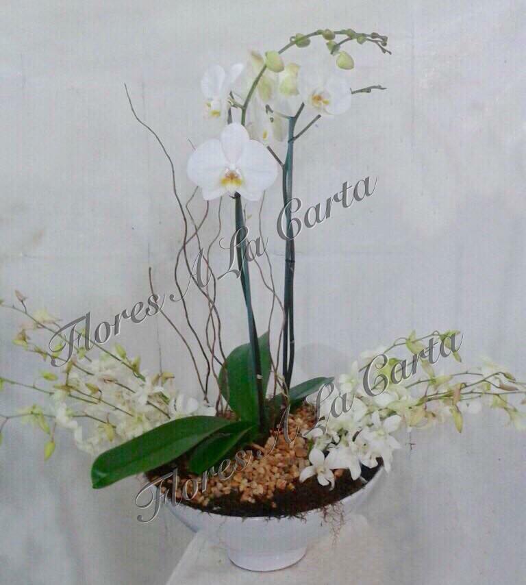 Orquidea VIP AC 07