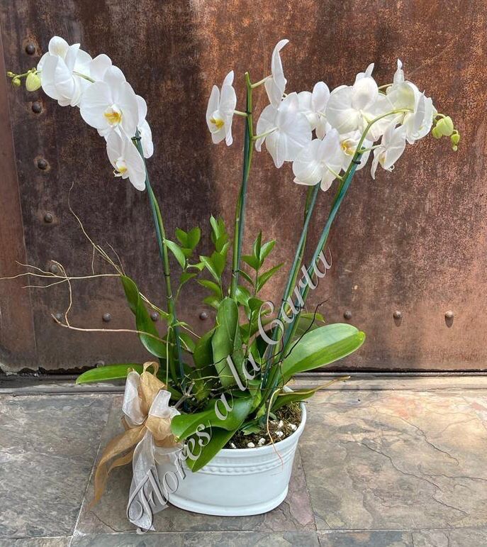 Orquidea VIP 10